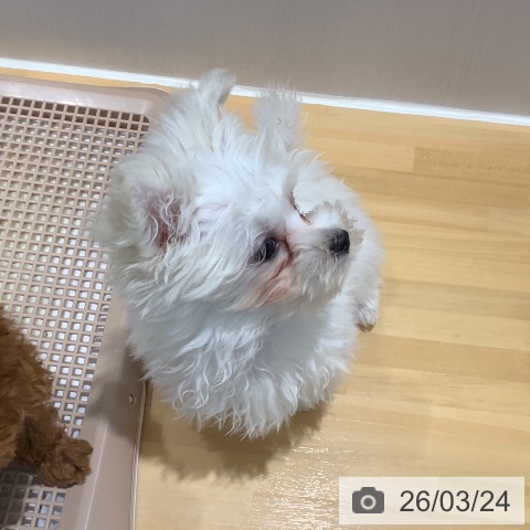 マルチーズの写真