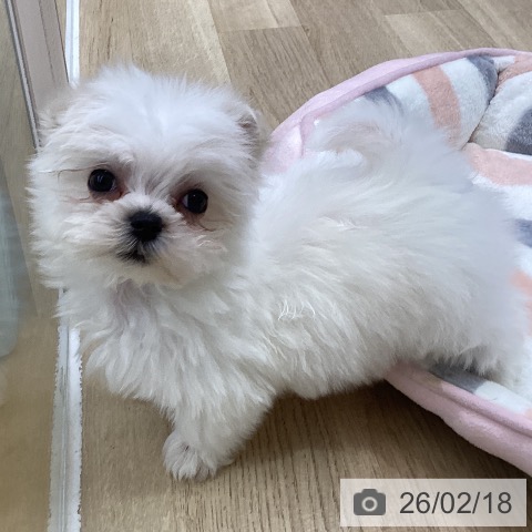 マルチーズの写真