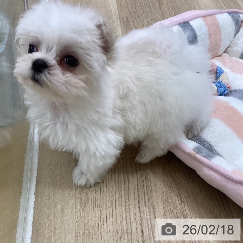 マルチーズの写真