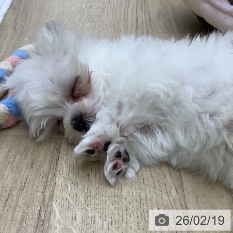 山梨県のマルチーズ (ペットプラス 甲府昭和店/2025年12月19日生まれ/男の子/ホワイト)の子犬の3枚目の画像