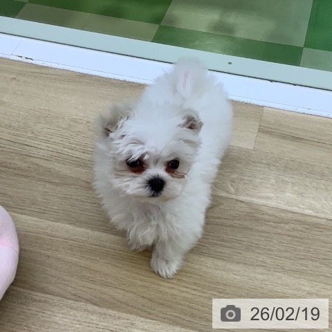 山梨県のマルチーズ (ペットプラス 甲府昭和店/2025年12月19日生まれ/男の子/ホワイト)の子犬の4枚目の画像