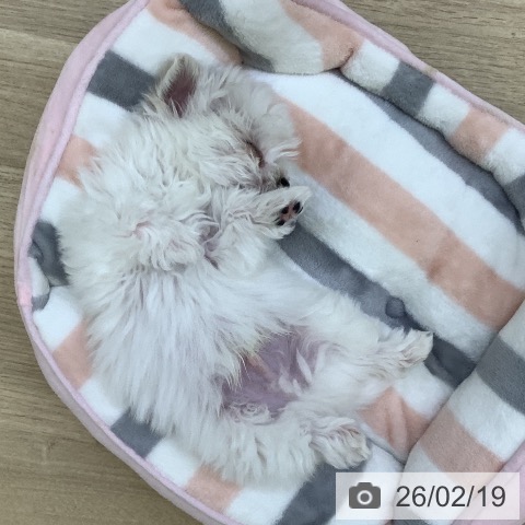 山梨県のマルチーズ (ペットプラス 甲府昭和店/2025年12月19日生まれ/男の子/ホワイト)の子犬の3枚目の画像