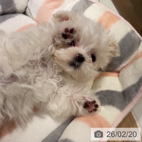 マルチーズの写真