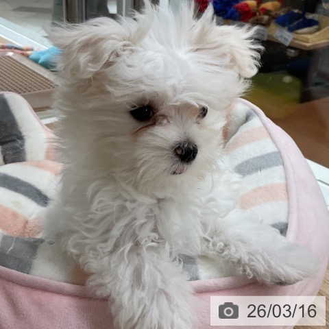 マルチーズの写真