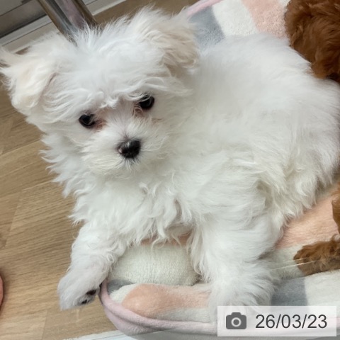 マルチーズの写真