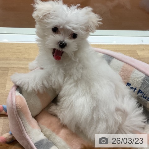 マルチーズの写真