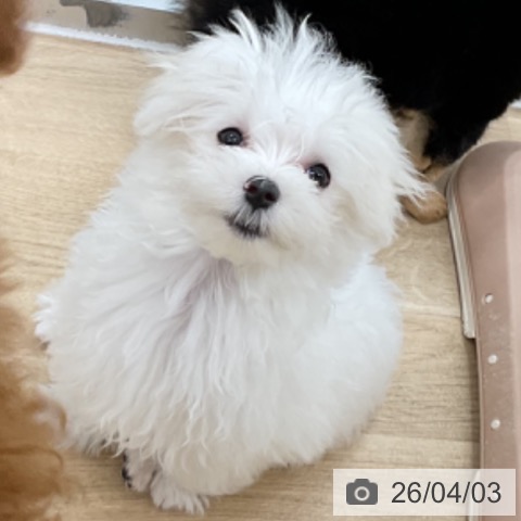 マルチーズの写真