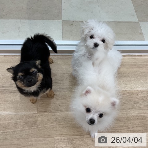 マルチーズの写真