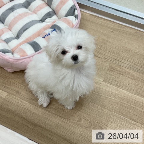 マルチーズの写真