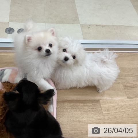 マルチーズの写真