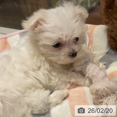 マルチーズの写真