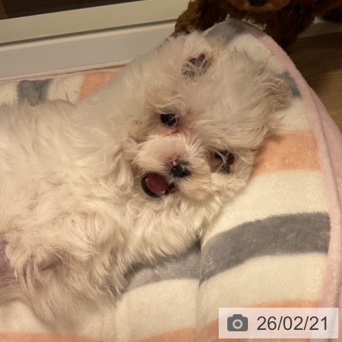 マルチーズの写真