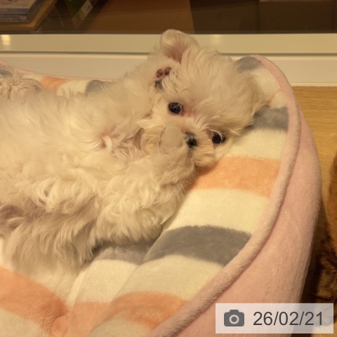 マルチーズの写真