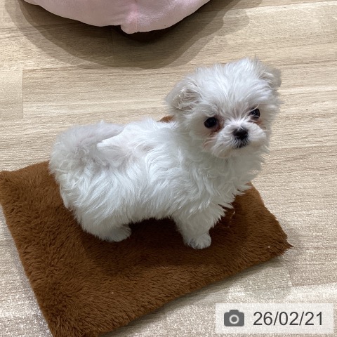 宮城県のマルチーズ (ペットプラス 名取店/2025年12月19日生まれ/女の子/ホワイト)の子犬の3枚目の画像