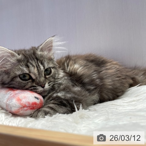 千葉県のミヌエット (ペットプラス 幕張新都心店/2025年12月12日生まれ/女の子/ブラウンタビー)の子猫の3枚目の画像