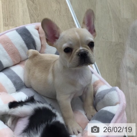 フレンチ・ブルドッグの写真