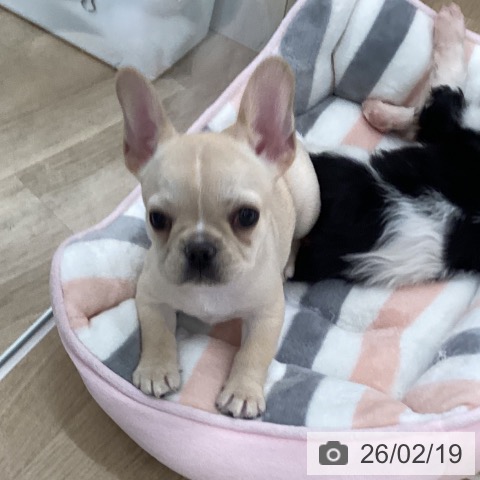 フレンチ・ブルドッグの写真
