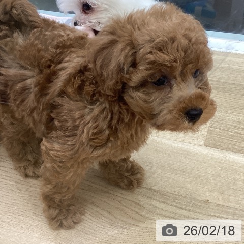 トイ・プードルの写真