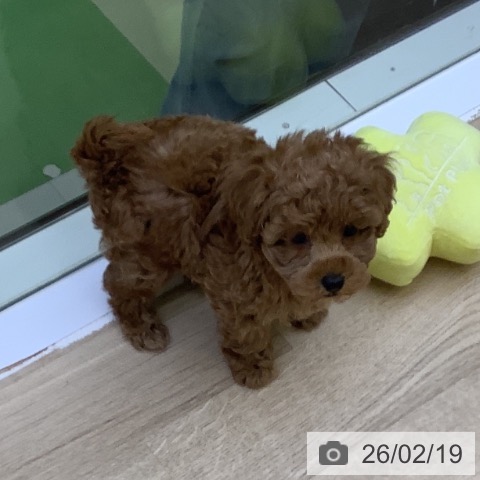 トイ・プードルの写真