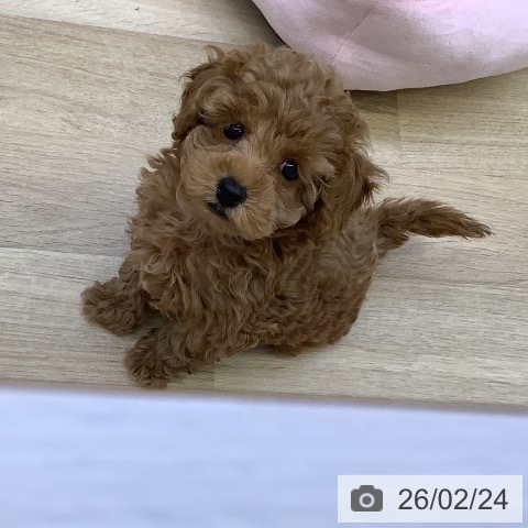 トイ・プードルの写真