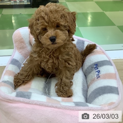 トイ・プードルの写真