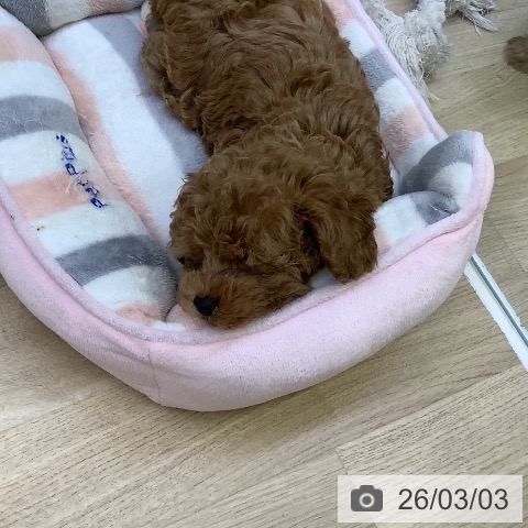 トイ・プードルの写真