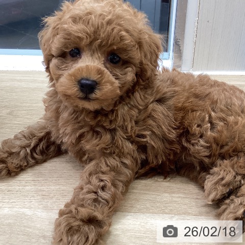 トイ・プードルの写真