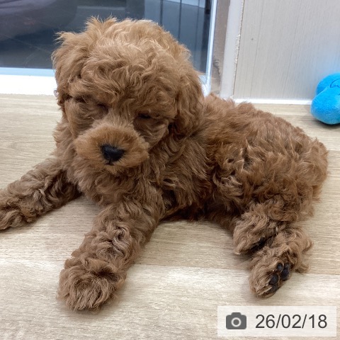 トイ・プードルの写真