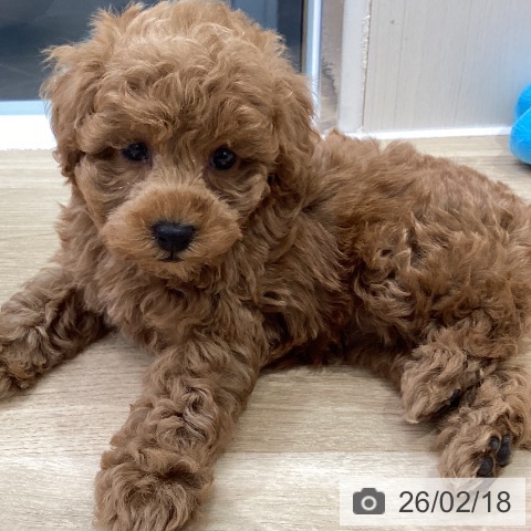 トイ・プードルの写真