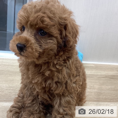 山梨県のトイプードル(トイ) (ペットプラス 甲府昭和店/2025年12月20日生まれ/男の子/レッド)の子犬の4枚目の画像