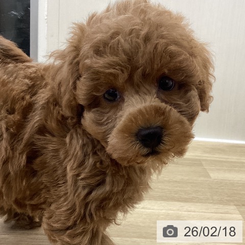 トイ・プードルの写真