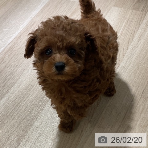 トイ・プードルの写真