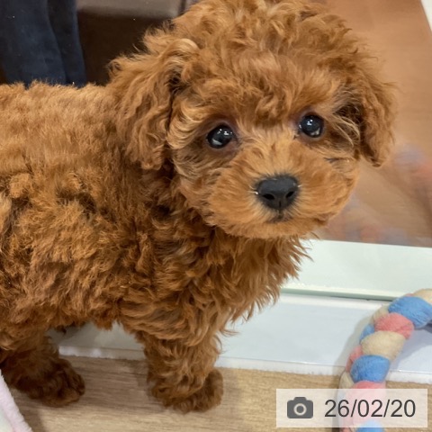 トイ・プードルの写真