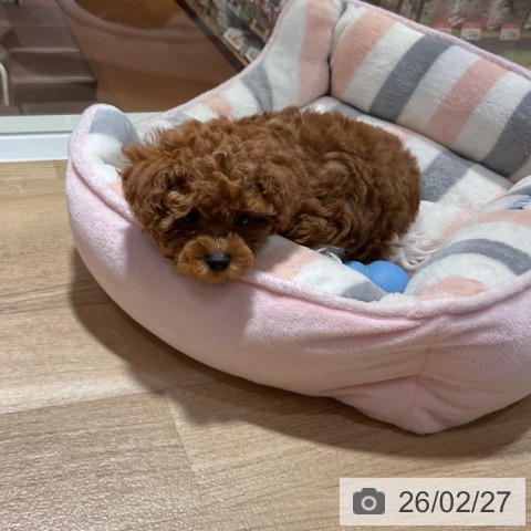 神奈川県のトイプードル(トイ) (ペットプラス 湘南平塚店/2025年12月20日生まれ/女の子/レッド)の子犬の4枚目の画像