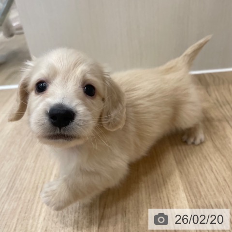 ミニチュア・ダックスフンドの写真