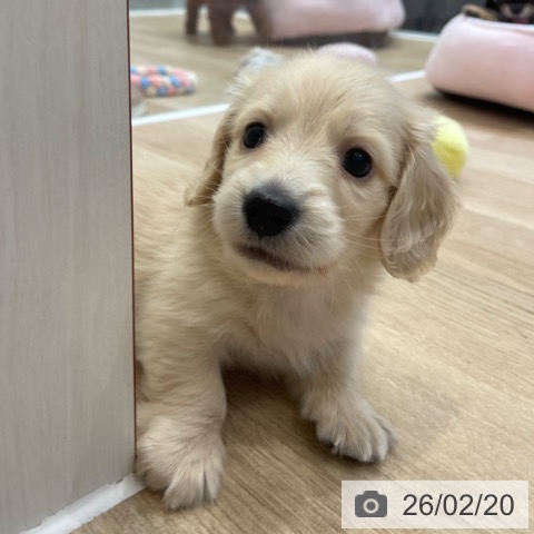 ミニチュア・ダックスフンドの写真