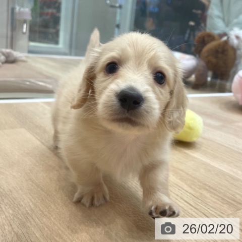 ミニチュア・ダックスフンドの写真