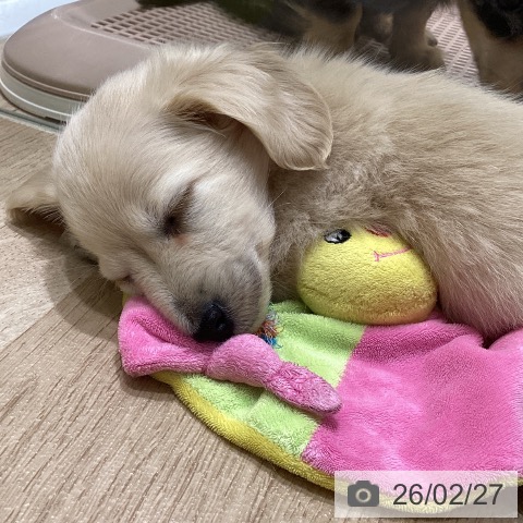 長野県のミニチュアダックスフンド(ロング) (ペットプラス 須坂店/2025年12月20日生まれ/男の子/イエロー)の子犬の4枚目の画像