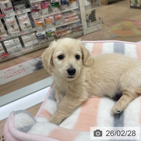 長野県のミニチュアダックスフンド(ロング) (ペットプラス 須坂店/2025年12月20日生まれ/男の子/イエロー)の子犬の3枚目の画像