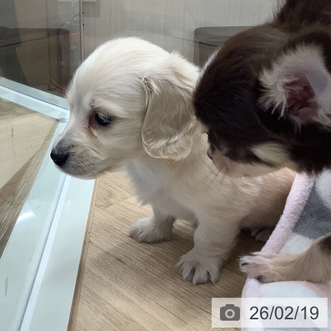 東京都のミニチュアダックスフンド(ロング) (ペットプラス 日の出店/2025年12月20日生まれ/女の子/イエロー)の子犬の4枚目の画像