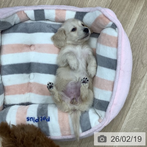 東京都のミニチュアダックスフンド(ロング) (ペットプラス 日の出店/2025年12月20日生まれ/女の子/イエロー)の子犬の3枚目の画像