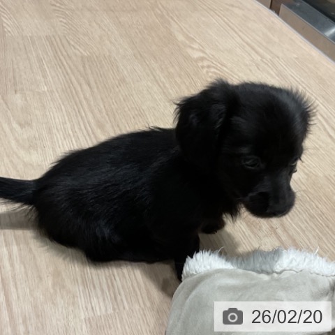 埼玉県のミニチュアダックスフンド(ロング) (ペットプラス コクーンシティ店/2025年12月15日生まれ/女の子/ブラック)の子犬の4枚目の画像