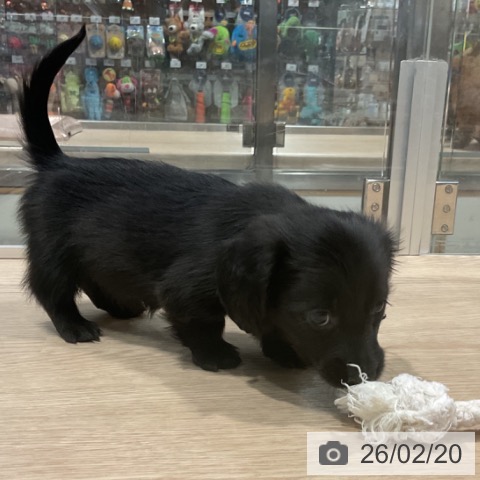 埼玉県のミニチュアダックスフンド(ロング) (ペットプラス コクーンシティ店/2025年12月15日生まれ/女の子/ブラック)の子犬の3枚目の画像