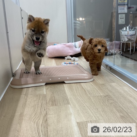 柴の写真