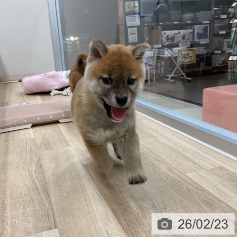 柴の写真