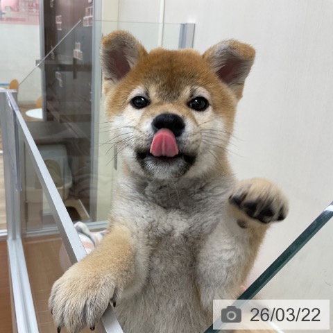 柴の写真