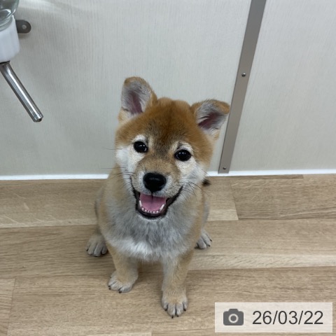 柴の写真