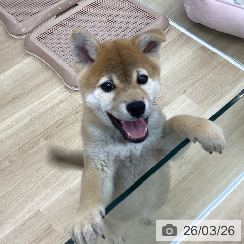 柴の写真
