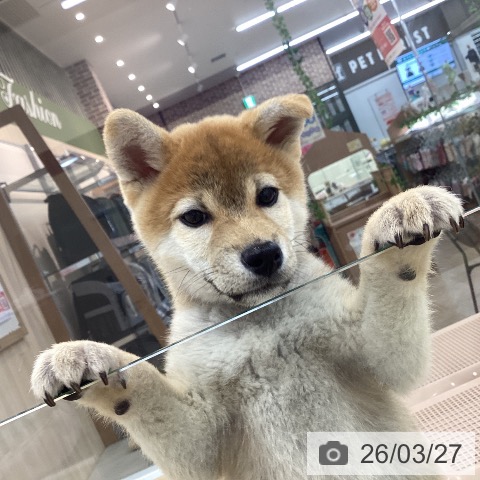柴の写真