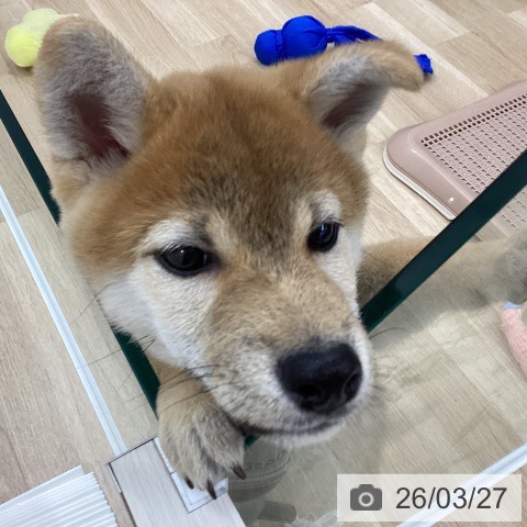 柴の写真